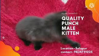 Persian Kitten for sale || Black Persian Kitten || Extreme punch black Kitten || Fever Coat Kitten by Feline Dynasty 175 views 2 years ago 43 seconds