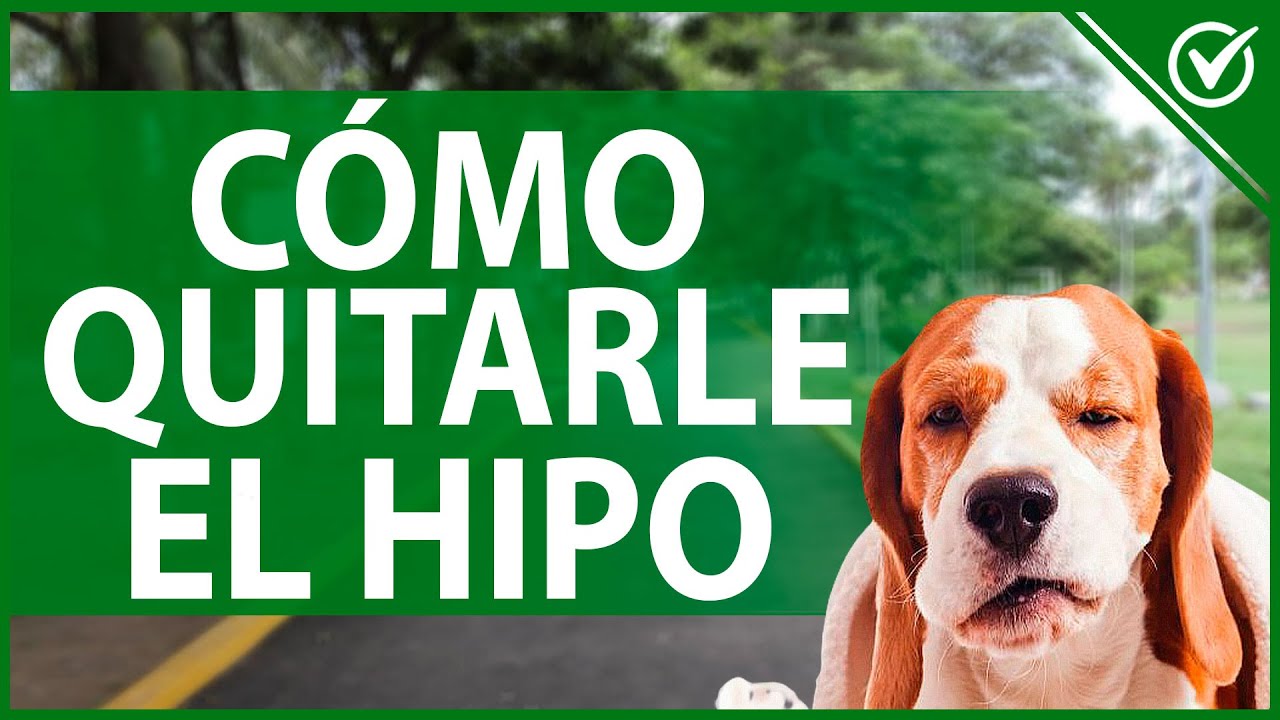 Como Hago Para Que Mi Perro Deje De Tener Hipo