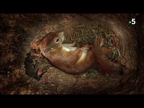 Vidéo: Combien mange un bébé écureuil ?