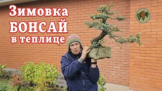 видео: Зимовка бонсай в глубокой теплице картинка: Зимовка бонсай в глубокой теплице