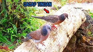 How to catch turtledoves without injuring them