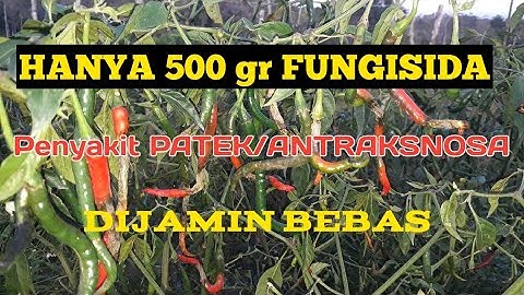 Gampang Masalah PATEK/antraksnosa ||fungisida yg ampuh cegah jamur pd cabe