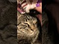 3041忙しい人向けXmas🐱ポコ