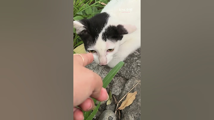 又撿到貓難道是易撿貓體質？  #cat #好味小姐  #貓咪