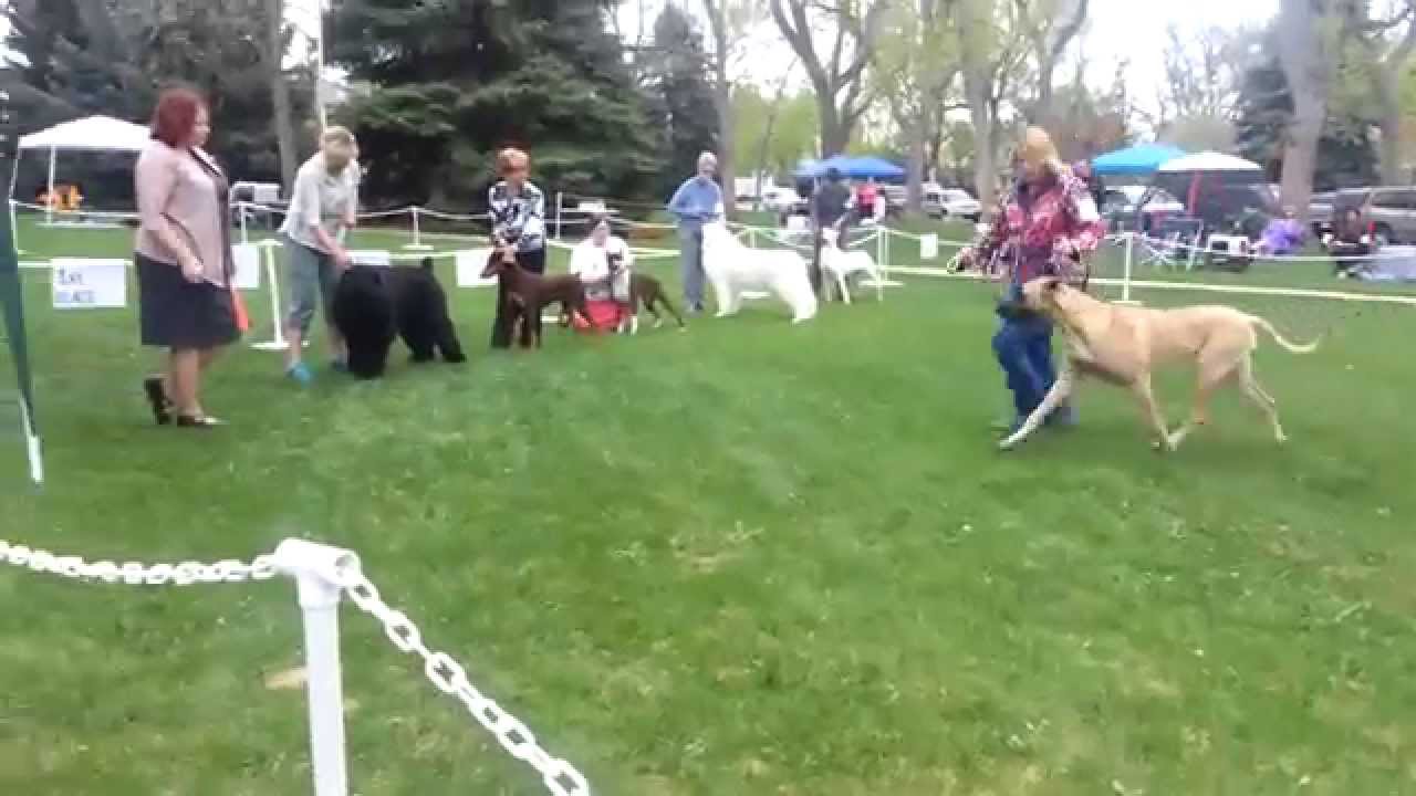 UKC Trial Ridge Kennel Club May 9 2014 Guard group YouTube