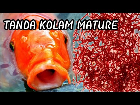 munculnya cacing dikolam koi