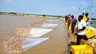 PRAWN/SHRIMP HARVESTING