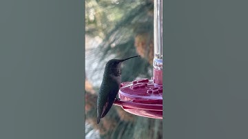Watch How Fast This Hummingbird Actually Drinks Nectar!