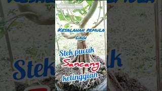 stek sancang ketinggian #belajarbonsai #beautifulbonsai #stekbatang #sancang