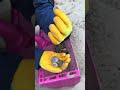 Уборка пляжа   клад из монет разных #beachtreasure #рыбалка #beachcomposition  #mrsmiraxi #beachsand