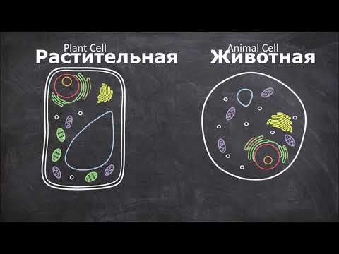 Различия между растительными и животными клетками