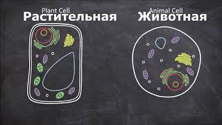 Различия между растительными и животными клетками Различия между растительными и животными клетками