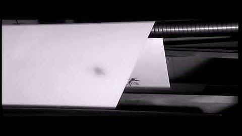 Procemex Web Monitoring System detects a grasshopper causing a web break