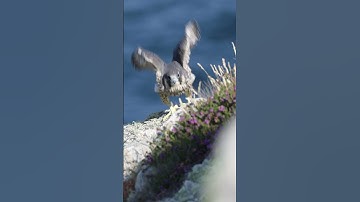The Fastest Flying Bird In The World #shorts  #birds  #animals
