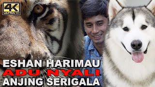 HARIMAU ESHAN MILIK ALSHAD DAN ANJING ALASKAN MALAMUTE BERTEMU APA YANG TERJADI ?   4K RESOLUTION