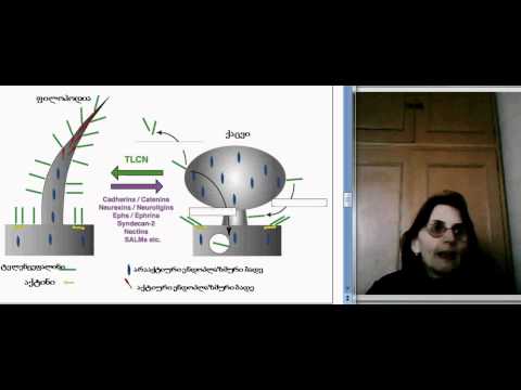 თ. ლორთქიფანიძე ლექცია 7.2