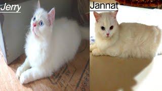 Jerry Sel ho chuki hai | cat videos | animals videos | mini zoo |