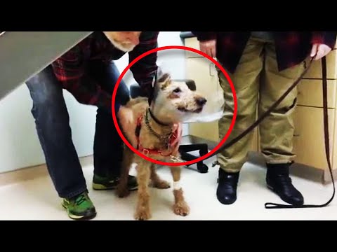 Videó: Teljes cukorbetegségű kutyák