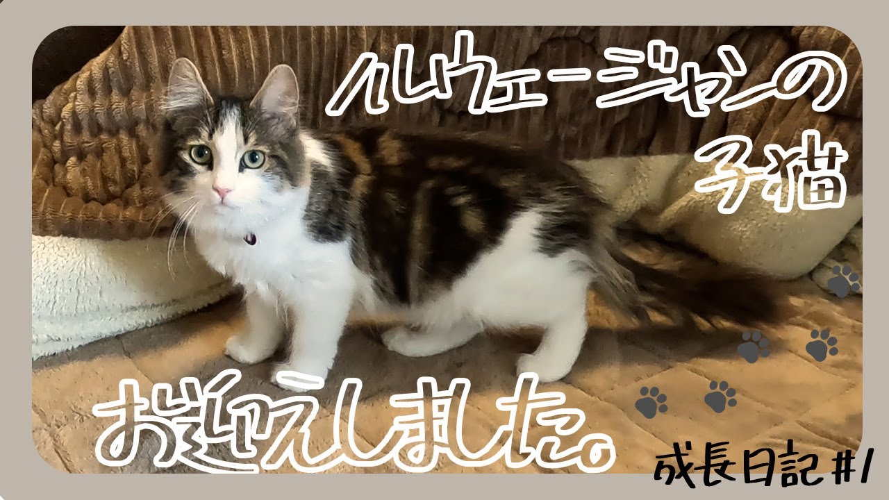 可愛すぎる子猫がうちに来ました【成長日記#1】