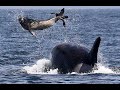 Тюлень, как  Джеки Чан, спасается от 10 китов-убийц