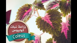 زراعة نبات كوليوس(نبات سجادة)coleus في الأصيص