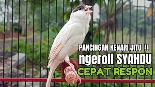 Burung KENARI GACOR ngeroll panjang,Cuit Cuit Emosi AMPUH bikin kenari nyaut ,Masteran MURAI BATU