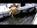 Loggerhead  Sea Turtle Rescue 11-2013