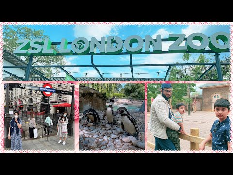 Видео: ZSL London Zoo има годишно претегляне на животните
