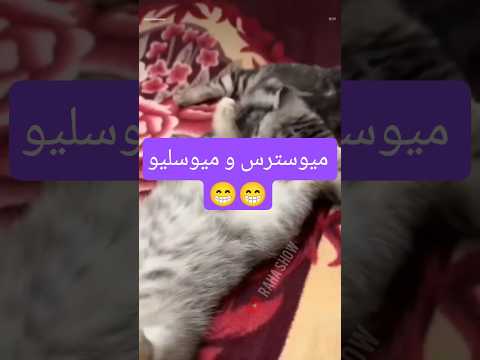 کمک! میسترس ندارم 🥲 #میسترس #اسلیو #ارباب #ارباببرده #بیدیاسام #طنز_جدید #طنزخنده #طنزگربه