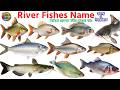 নদীর মাছের নাম শেখো 🐟 | Learn Fish Names in Bangla & English for Kids | Fun & Easy Way