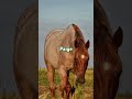 Your name, your horse! Pt. 4 #horse #song #fyp #equestrian #commentyourname, sub for more! ☺️💖