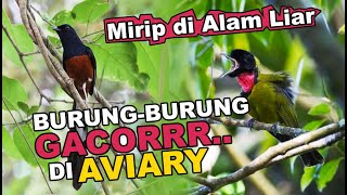 PENAMPAKAN BURUNG - BURUNG  GACOR DI AVIARY SEMI ALAM - MEMANG BEDA GACOR DI ALAM DENGAN DI SANGKAR