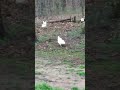 Foraging Chickens 4-5-23