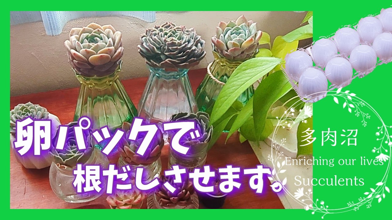 多肉植物】#67卵パックを使って早く根っこだしする方法