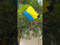 पेड़ 🌲पर कट की आई इतनी अच्छी पतंग 🪁😱#kite #kitelooting #Patangbazi #youtubeshorts #kiteflying