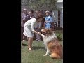 Lassie - Episode #435 - "Lassie's Litter Bit" Season 13, Ep.18  - 1/22/1967