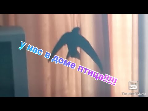 Птица залетела в машину