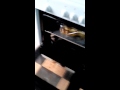 Кошка унюхала рыбешку Кошка унюхала рыбешку