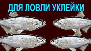 Снасть Лоза для ловли зимней уклейки в стоячем водоёме