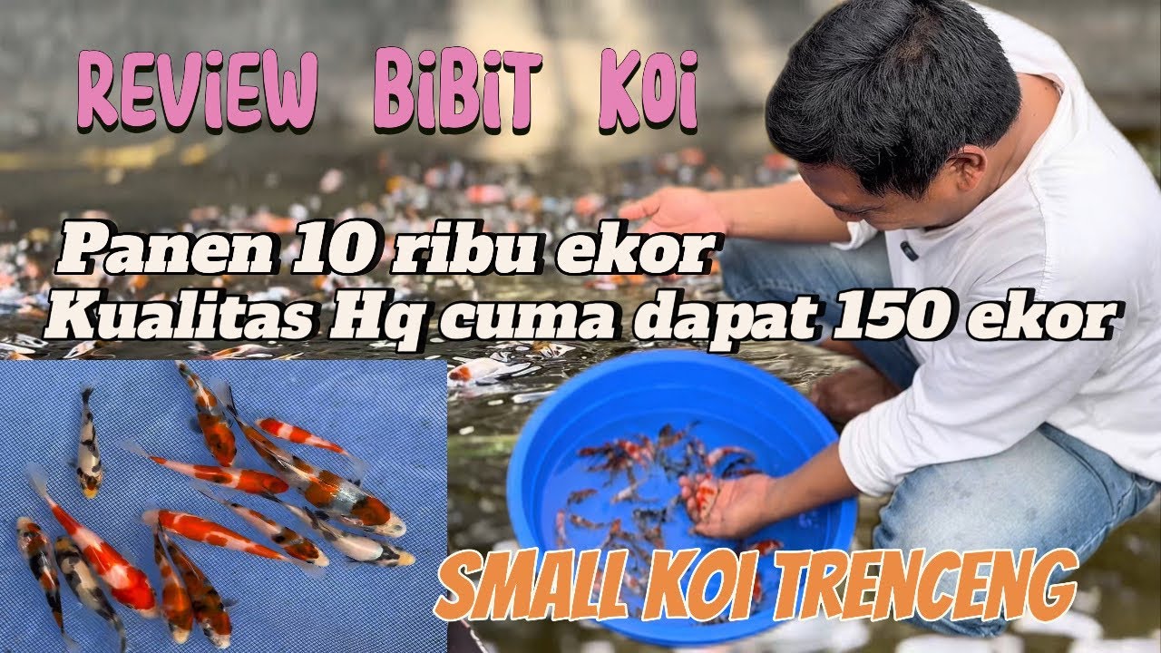 Cuma dapat dikit koi kualitasnya dari panen 10 ribu ekor‼️small koi Trenceng