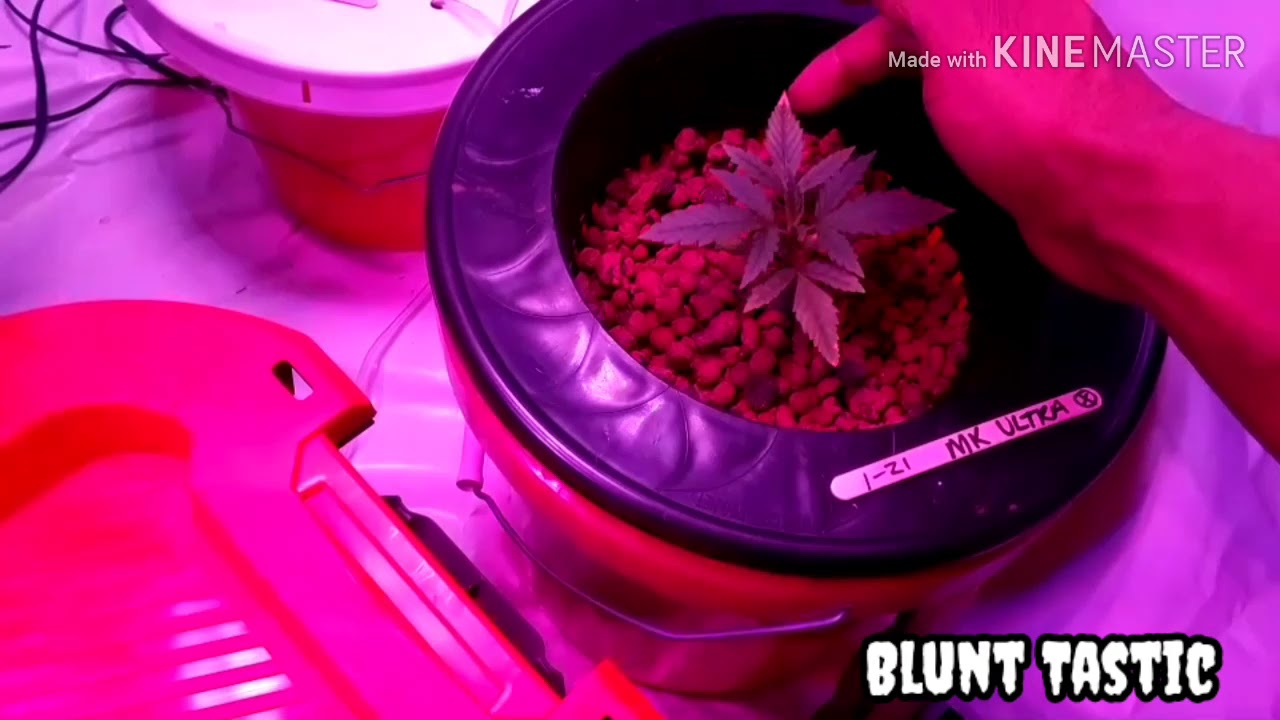 DWC Hydro Bucket (update)