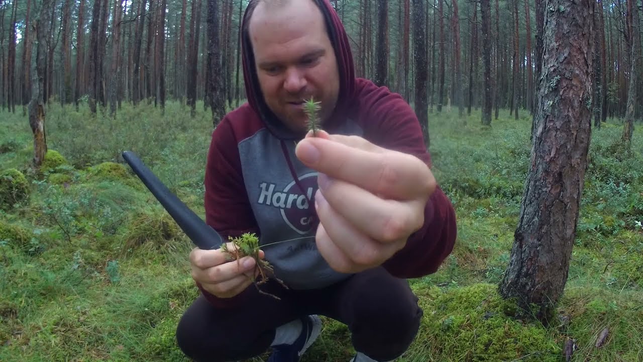 Matk Tiksoja metsades 2021