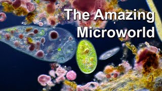 الحياة الميكروسكوبية في قطرة ماء