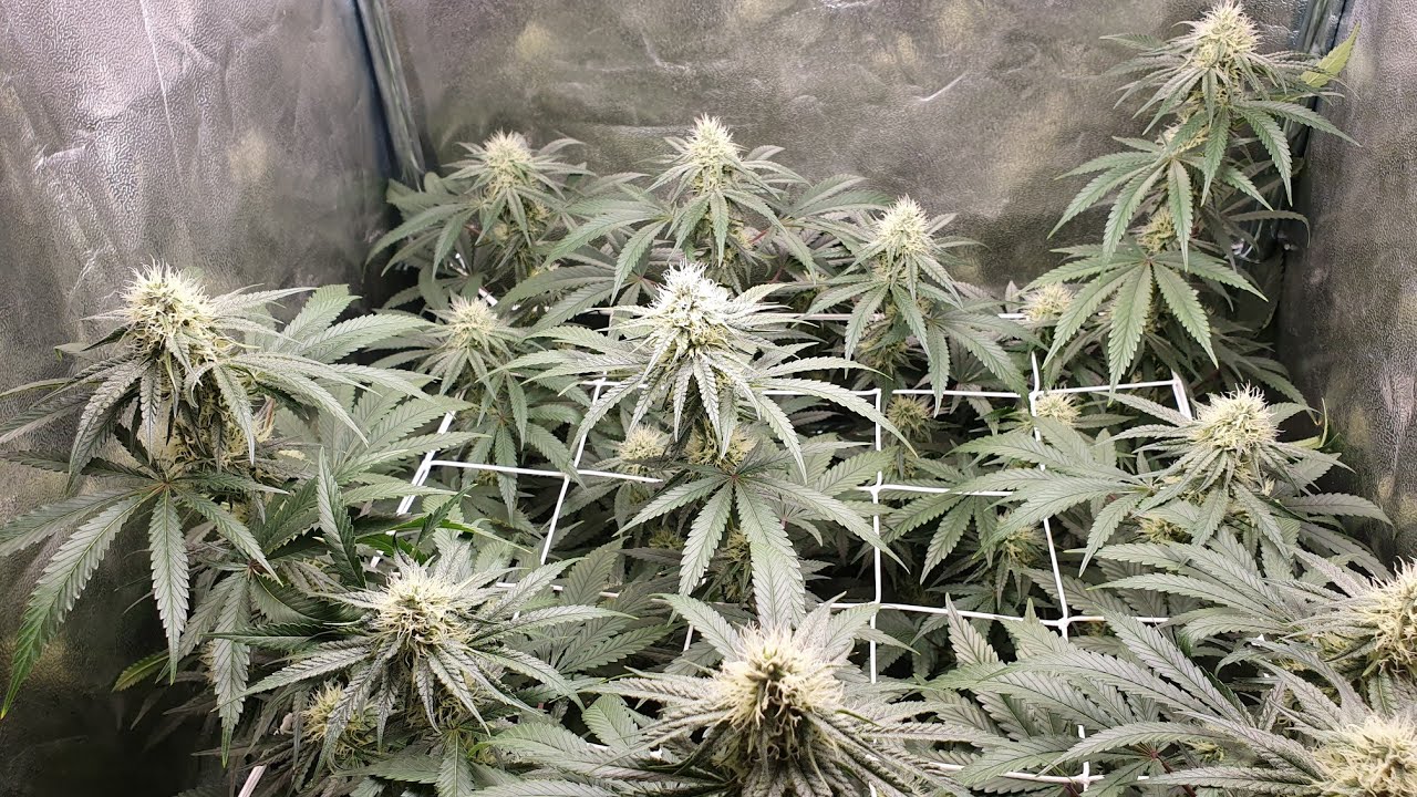 Wedding Cheesecake, Cookies Gelato & Orange Juice Garden Update #10