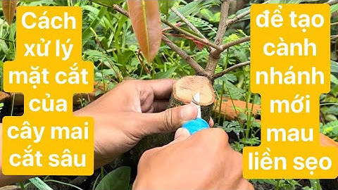 Cách xử lý mặt cắt của cây mai cắt sâu để tạo cành nhánh mới mau liền sẹo | #13