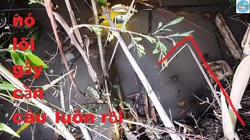 116 | Cắm câu cá lóc ngủ ở ruộng mùa nước nổi P1 | Fishing