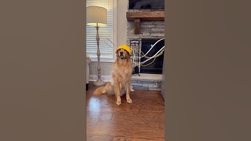 My dog made a clone machine! @Thegoldenrubyroo