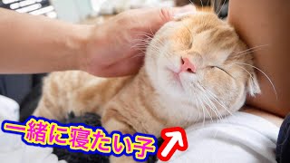 昼寝について来た猫が甘えん坊すぎるので添い寝してみた【マンチカン】