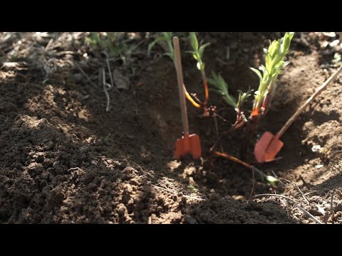 ვიდეო: ბაღის გაფორმება: ამპელური მცენარეები