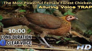 Suara Pikat Ayam Hutan Betina || Perangkap Suara Ayam 100% Efektif